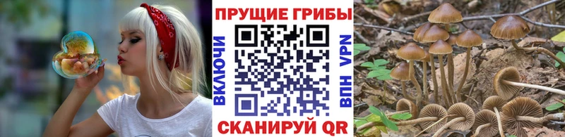 Псилоцибиновые грибы Cubensis МЕГА Кондрово